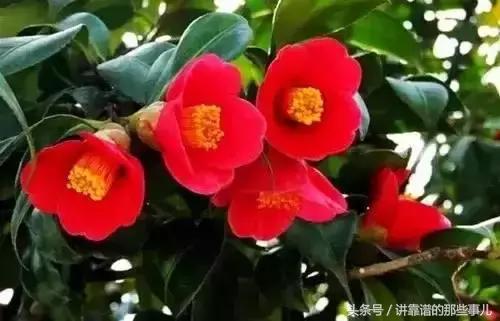 美极了樱花盛开图片,中国各市的市花大全