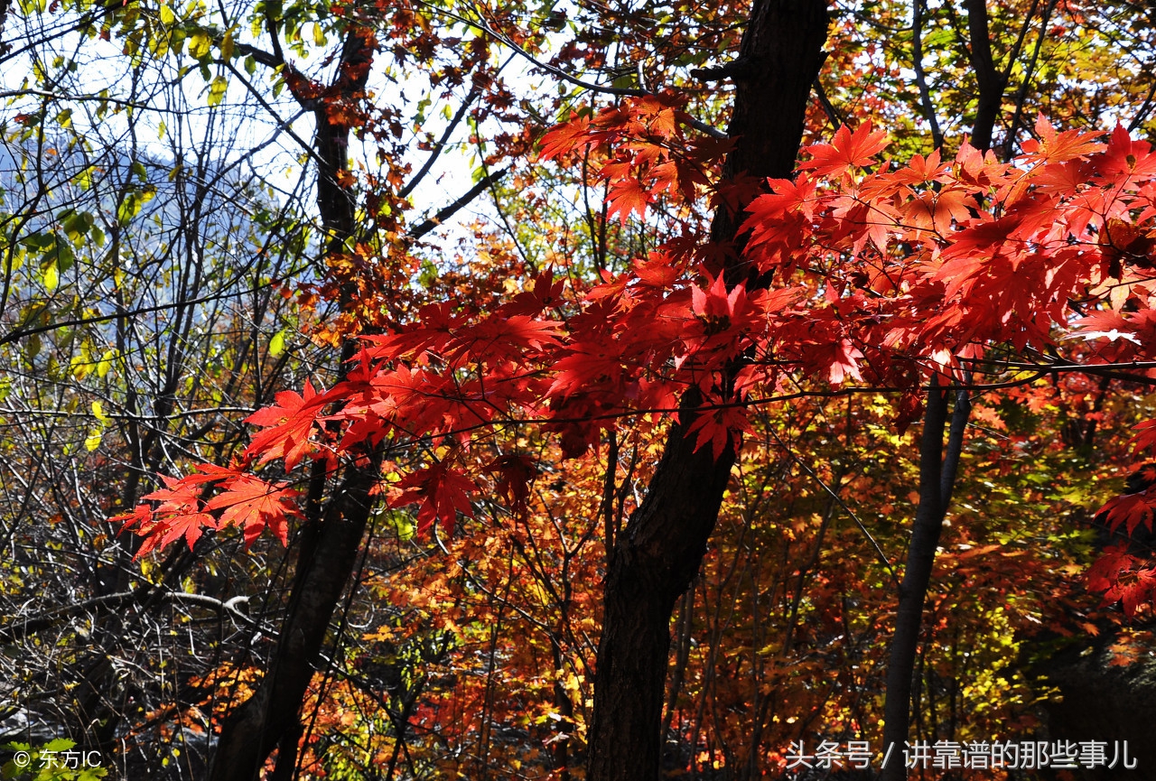 美极了樱花盛开图片,中国各市的市花大全