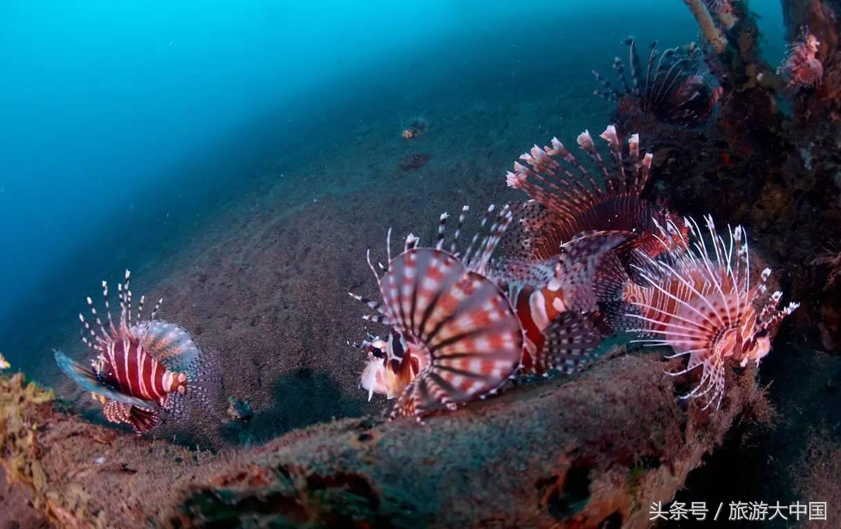 泰国普吉岛十大潜水景点介绍,泰国普吉十大潜水景点排名第一名