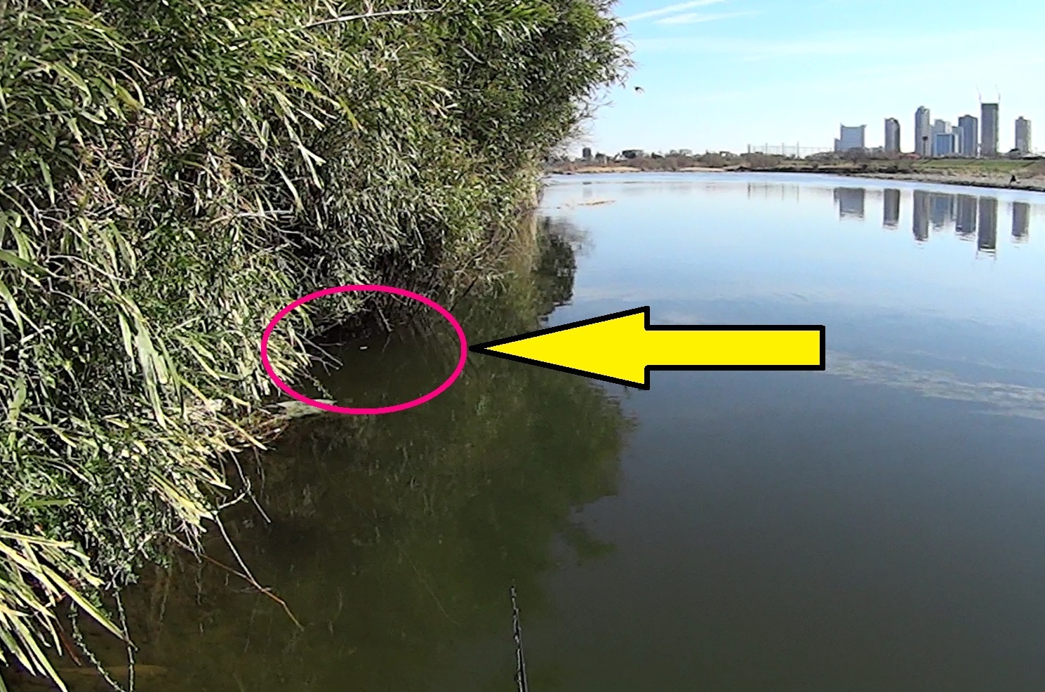 野钓大草鱼用什么竿,野钓大草鱼用什么鱼饵好