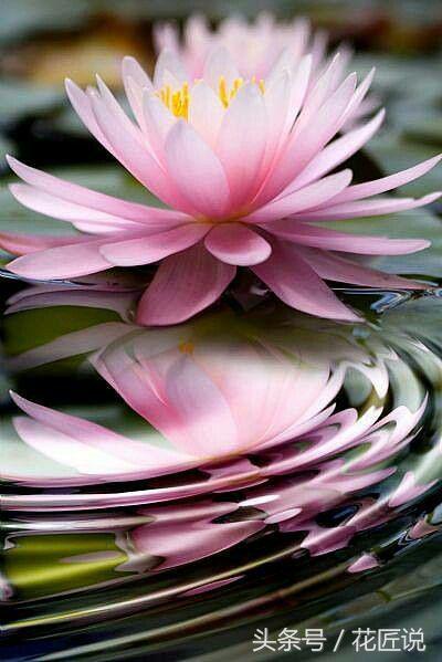 夏水生好物：卧听蝉鸣，暮赏荷花与睡莲