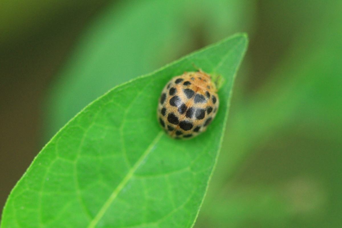 马铃薯害虫瓢虫,瓢虫里的害虫吃什么食物