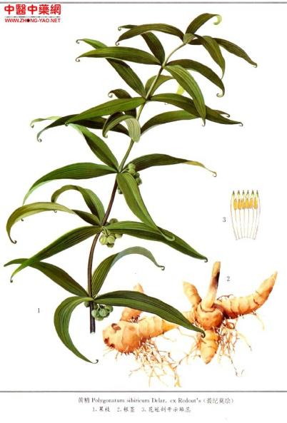 男人补肾补阳的中药大全,推荐一副男人壮阳补肾中药