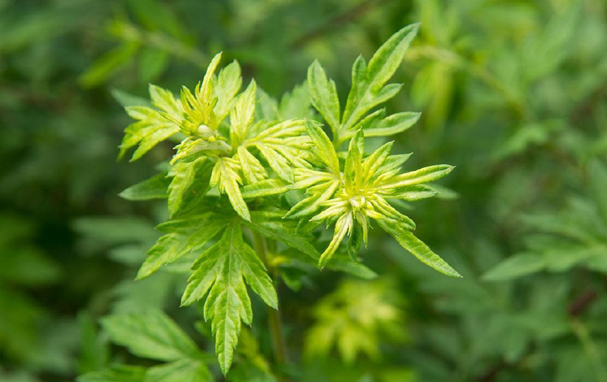 艾蒿放枕头里有什么作用,艾蒿叶装枕头有什么功效