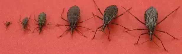 前方高能慎入丨这虫子被咬或染“新型艾滋病”,危险！