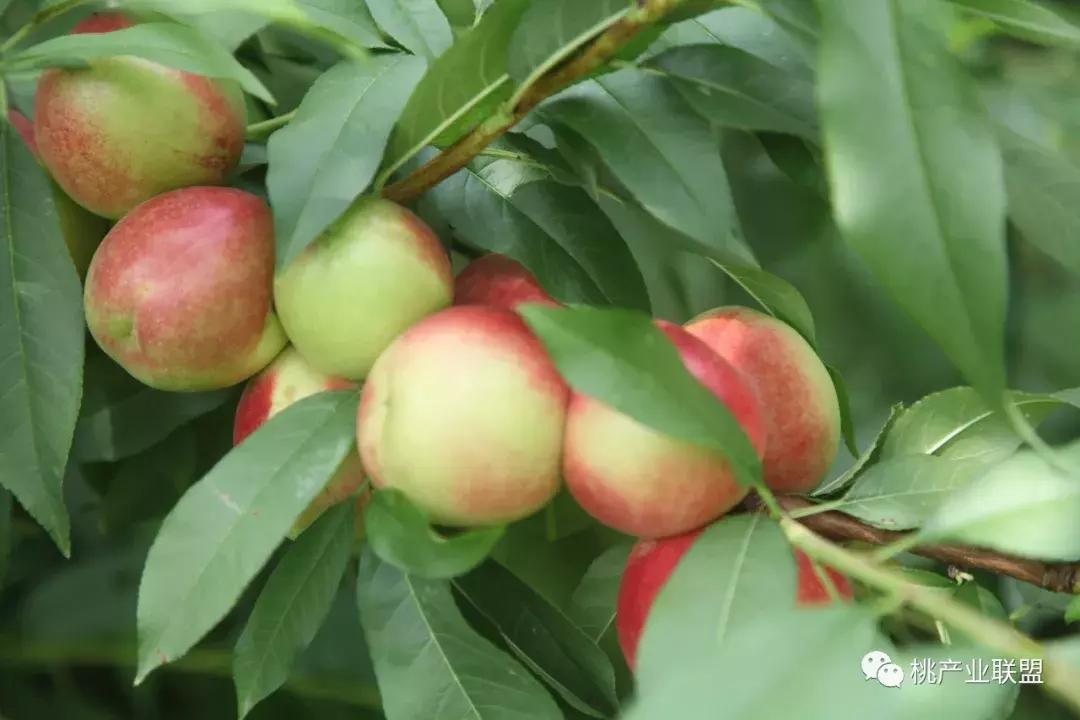 雨多苗床管理,雨多气候低适合种植什么