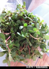 马齿苋确实是神草,救命神草马齿苋