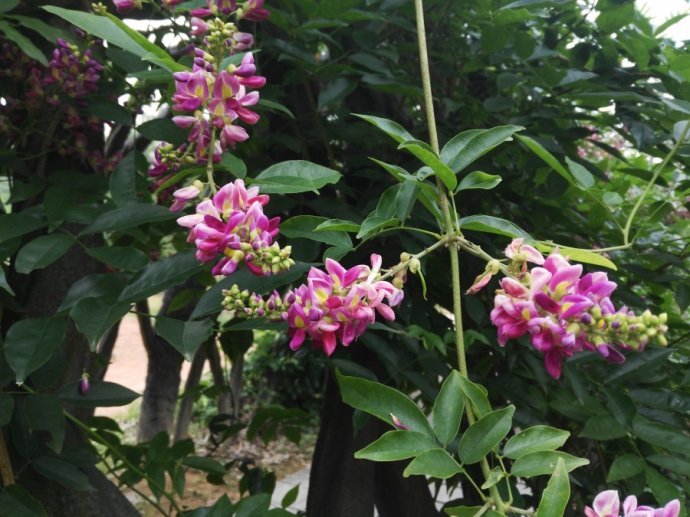 豆科鸡血藤属植物,鸡血藤是植物吗