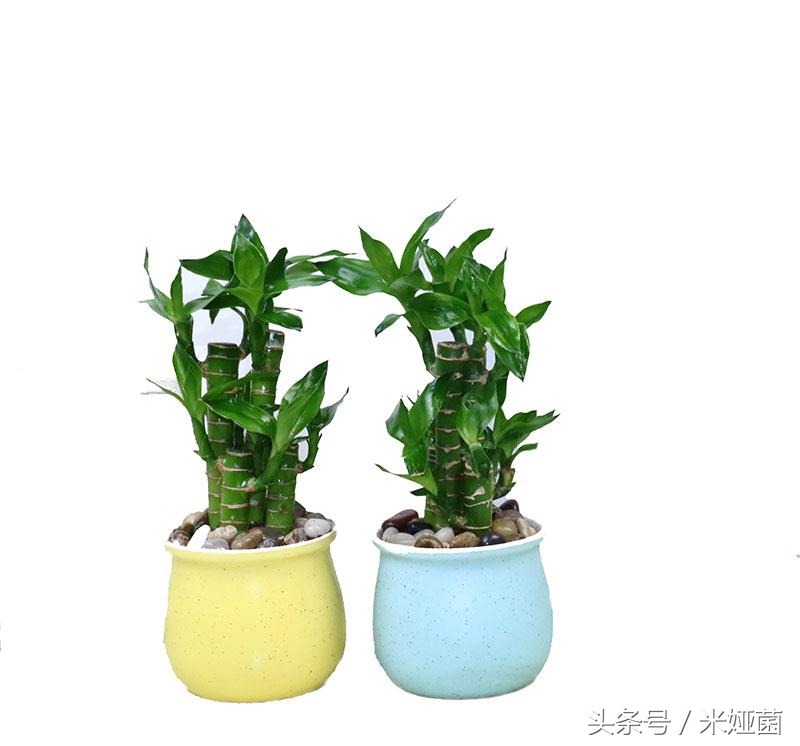 富贵竹怎么处理不会缩水起皱,富贵竹怕冻怎么处理