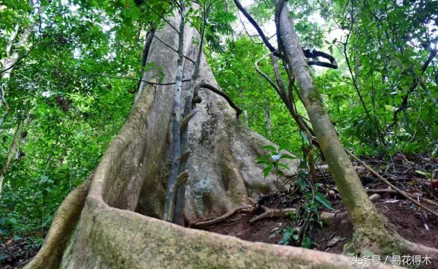 濒临灭绝的珍稀植物,世界珍稀濒危植物三大旗舰种