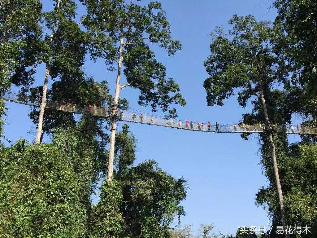 濒临灭绝的珍稀植物,世界珍稀濒危植物三大旗舰种