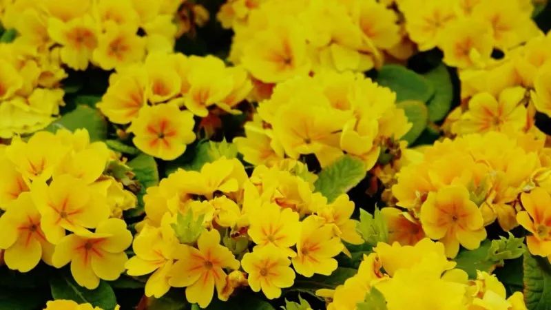 西南民族大学,西南民大网红校区