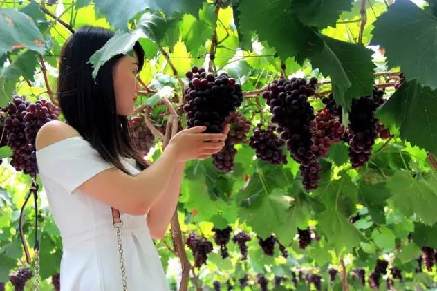 时下最火水果上线，从舌尖到心间的清甜，只等你来丹棱赴这场紫色约会！