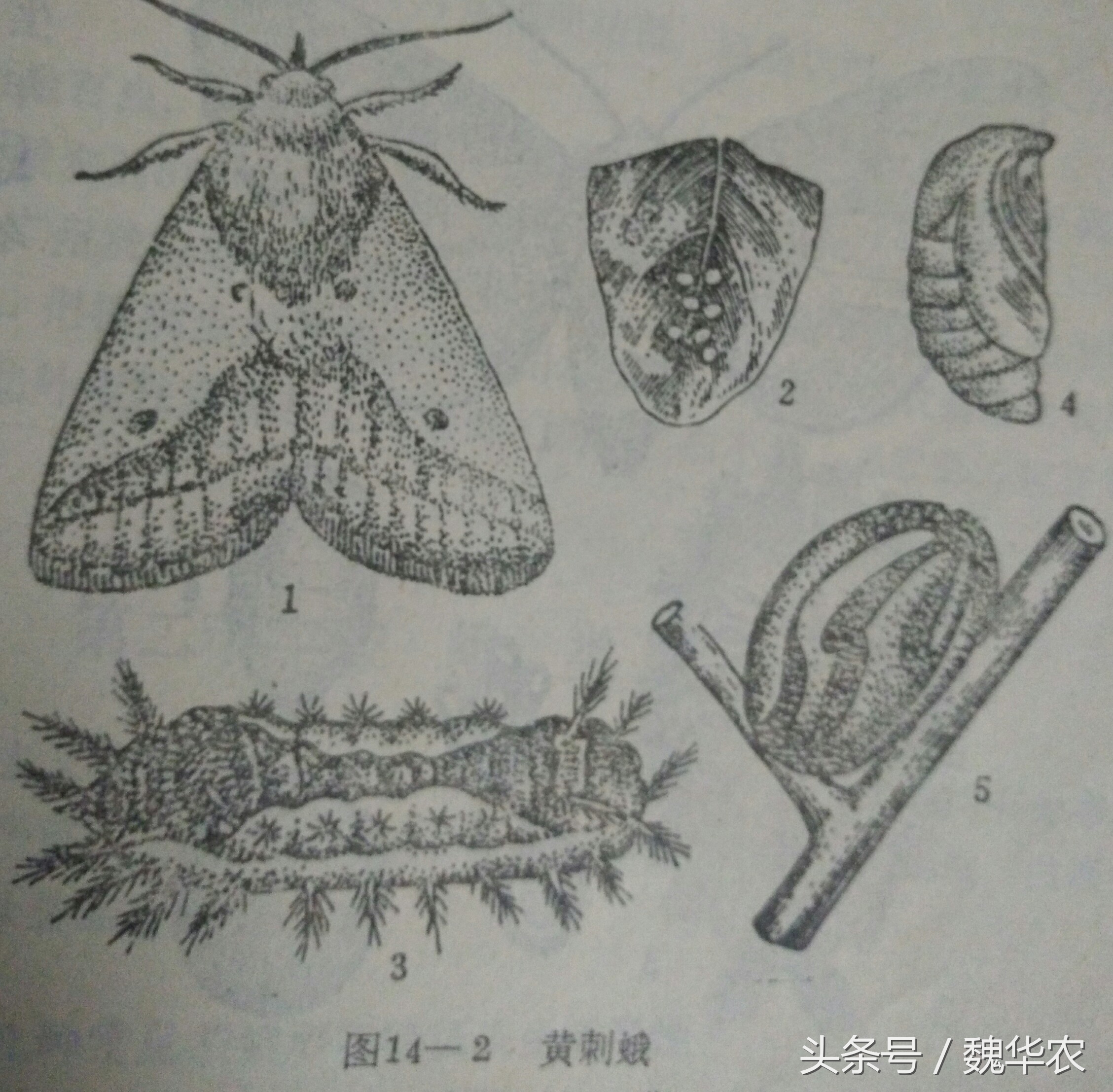 花盆长虫子的解决方案,花盆上的虫子用什么药能治好