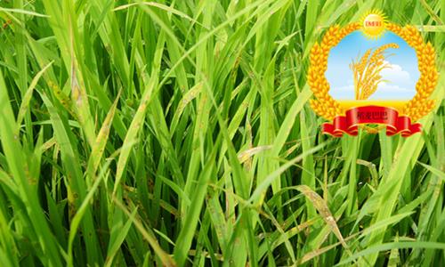 水稻苗期叶尖发黄干枯是什么原因,水稻叶尖发黄用什么药防治