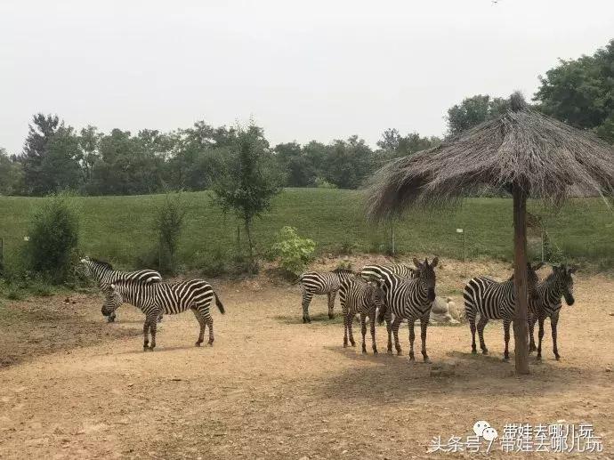 长隆野生动物园一日游简单攻略,长隆野生动物园两天一晚游玩攻略
