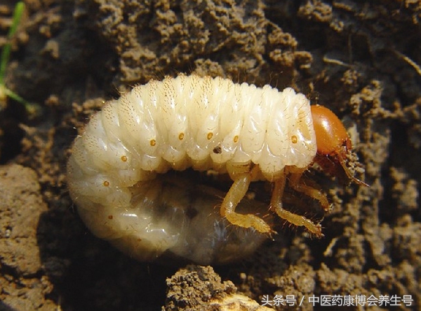 中药材种植主要病虫害有哪些,中药材种植怎样防治地下害虫