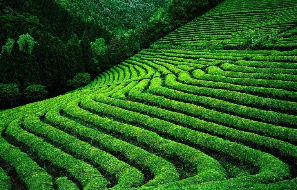 振兴乡村战略实施方案,金融扶持乡村振兴战略