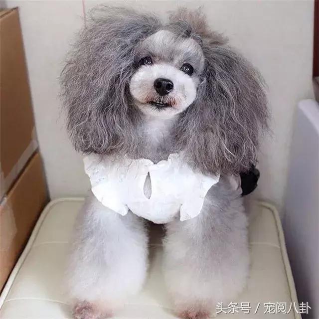 你这个*子骗**狗，明明长得这么好看……