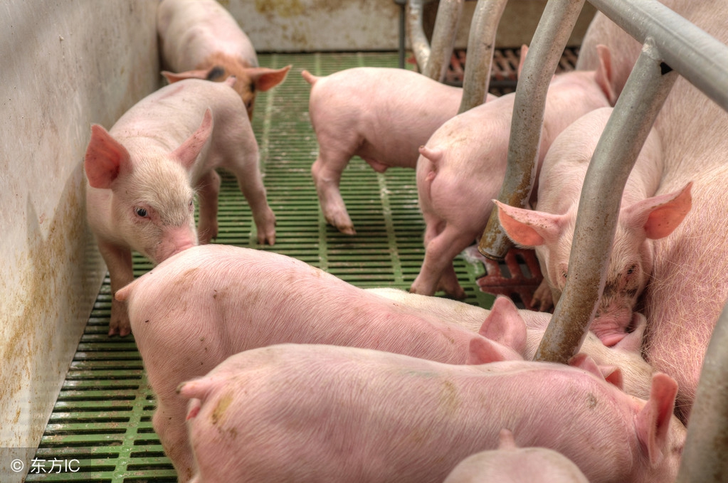 猪场产房工资标准,猪场产房标准流程