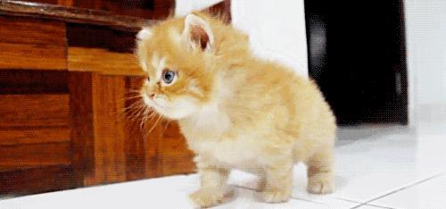 新手养猫攻略3年养猫经验分享,新手养猫攻略养猫课代表