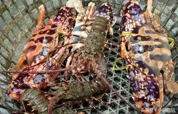 马尔代夫水清沙白,东莞绝美海岛