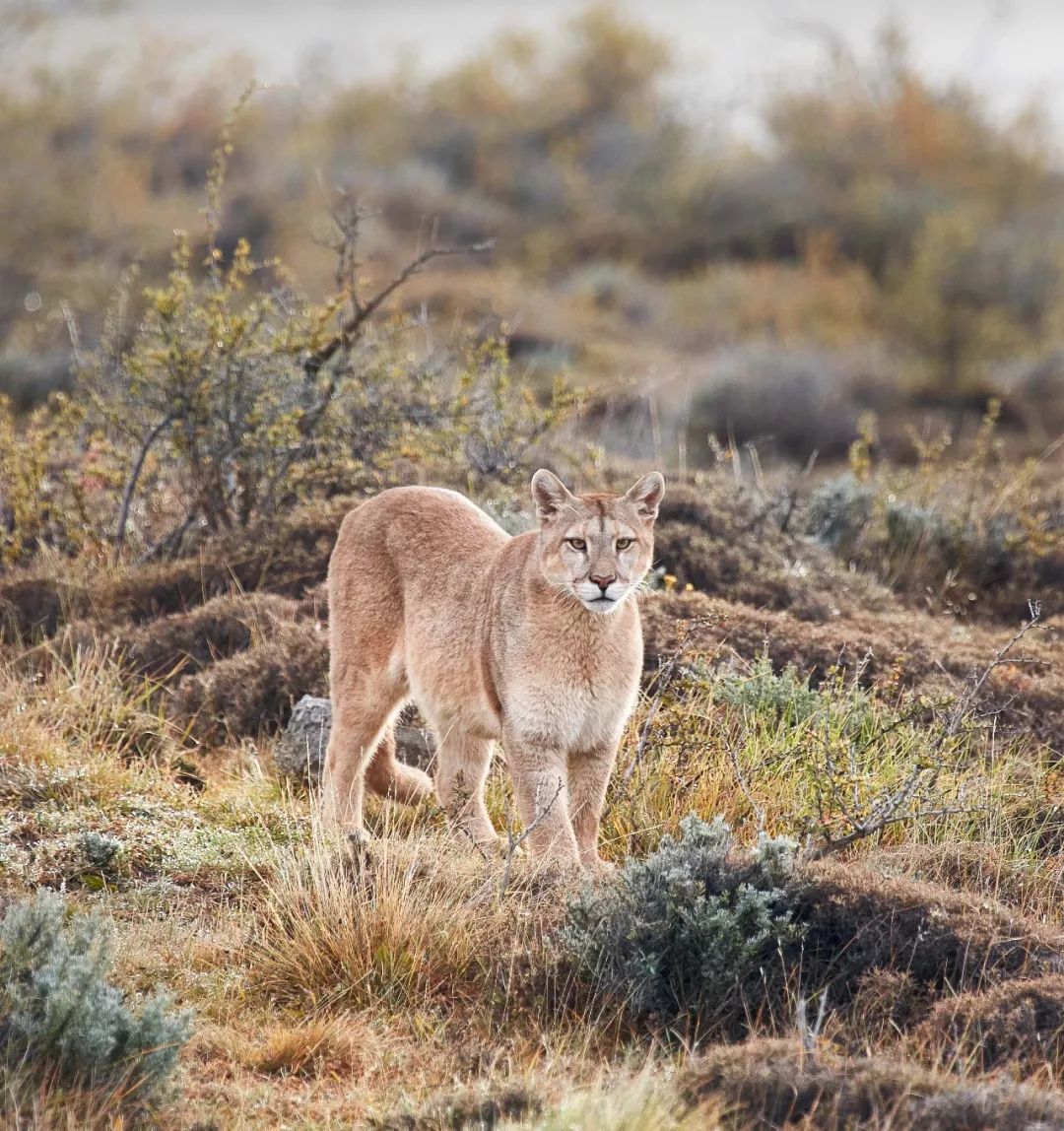 “正因为遥远又荒凉，我才选择去巴塔哥尼亚”