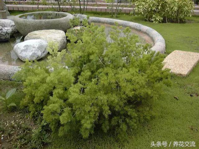 天门冬文竹,天门冬与文竹有什么不同