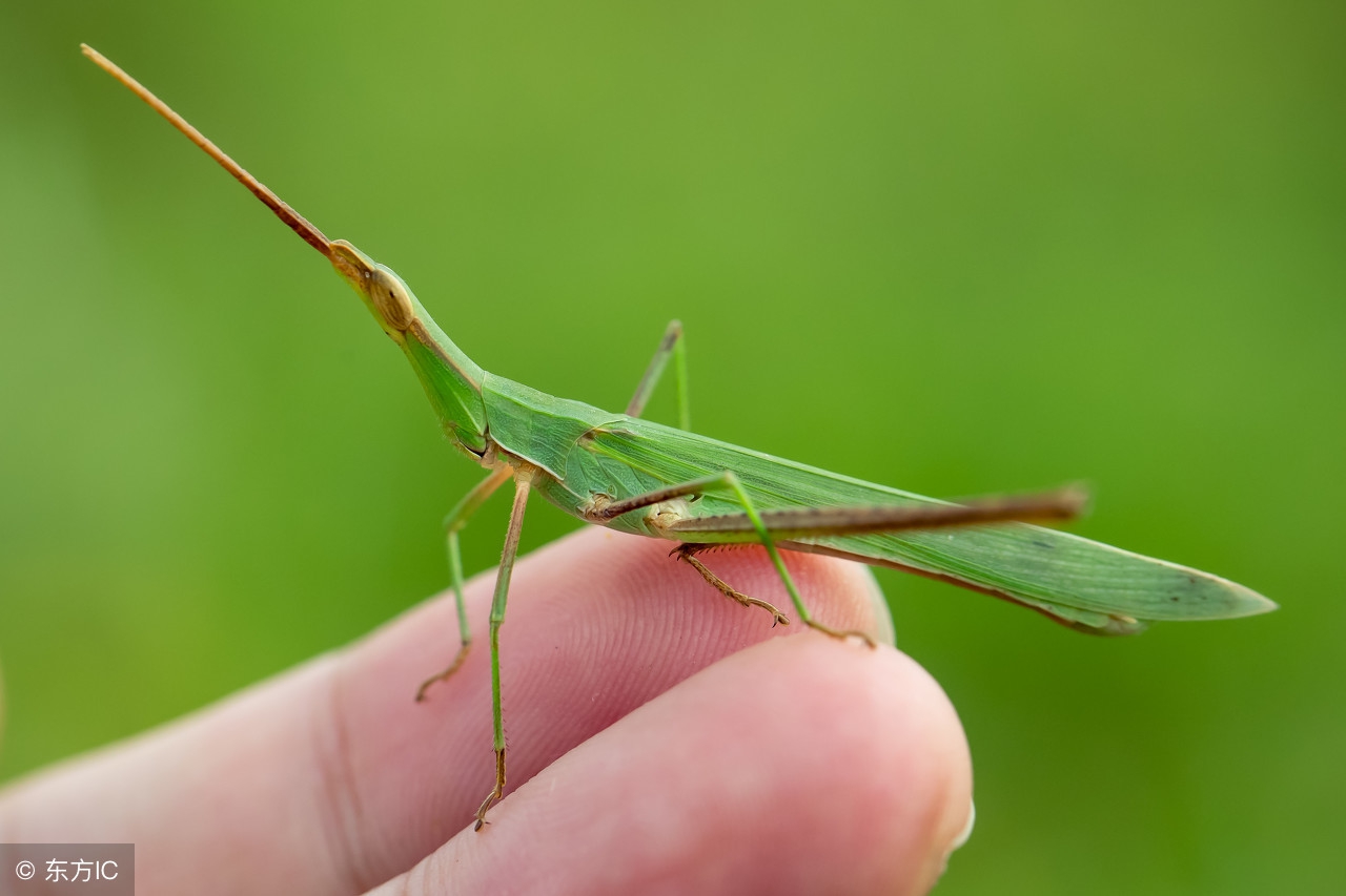 仿写昆虫备忘录写一种昆虫300字,昆虫备忘录没见过的昆虫