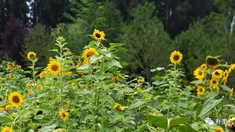 这个韩国欧巴11年前来西安，盖农场当农夫，还娶主播做媳妇儿