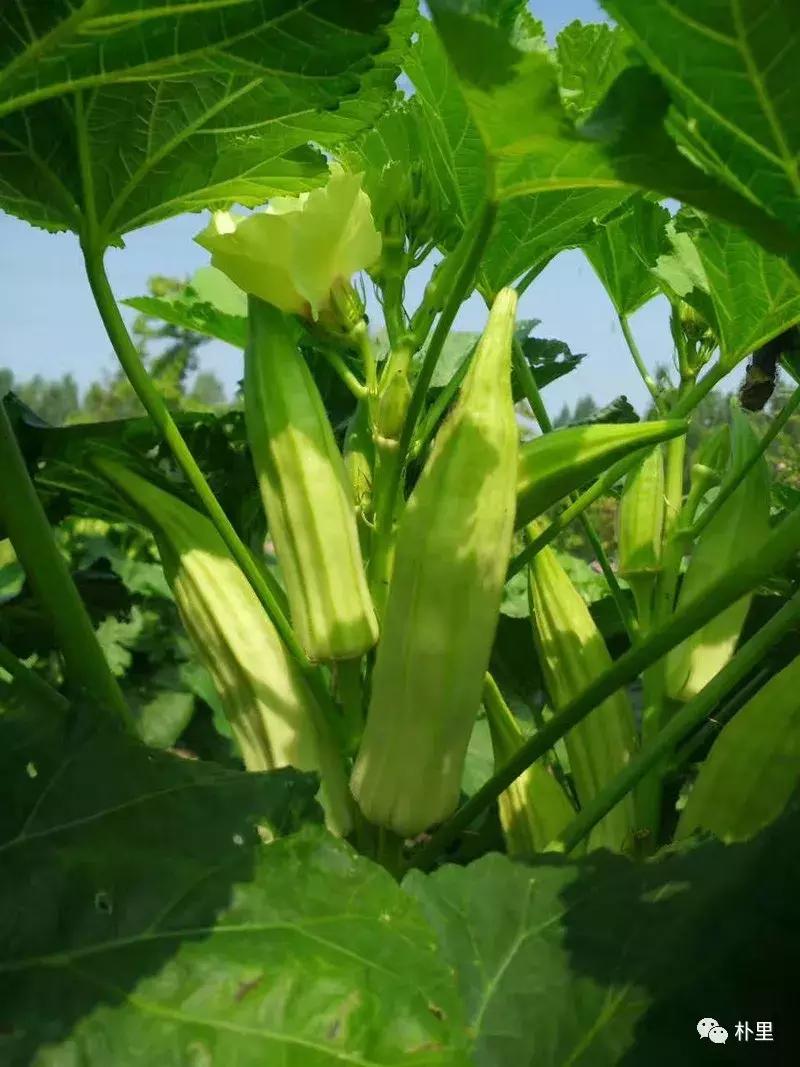 这个韩国欧巴11年前来西安，盖农场当农夫，还娶主播做媳妇儿