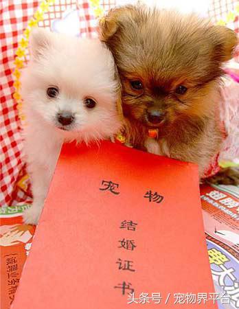 狗狗可以列为伴侣动物吗,狗狗可以带着一起结婚吗