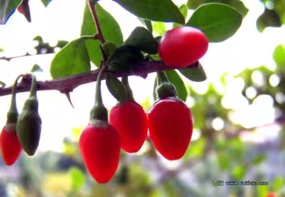 不同年龄段的童年回忆,你们的童年回忆是什么样