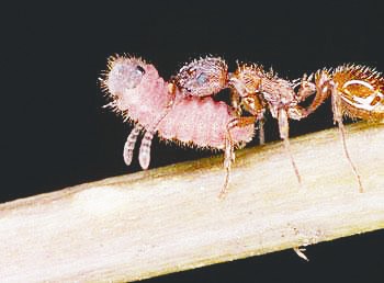 蚂蚁才是地球上进化最完美的生物,蚂蚁是人类进化的最高阶梯吗