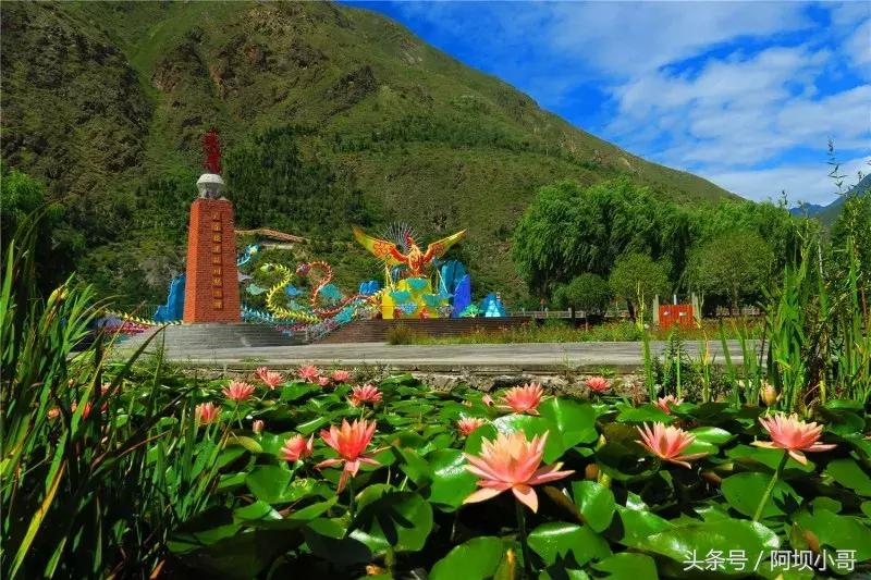 相约盛夏七月，康养汶川的李子熟了！花椒红了！