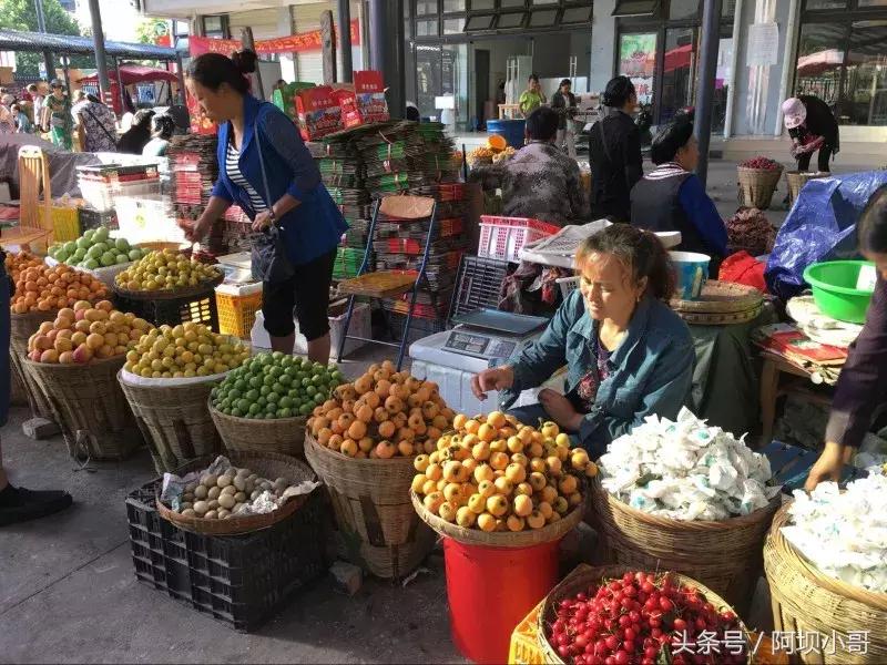 相约盛夏七月，康养汶川的李子熟了！花椒红了！