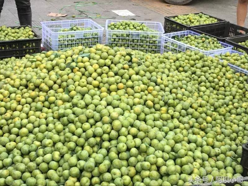 相约盛夏七月，康养汶川的李子熟了！花椒红了！