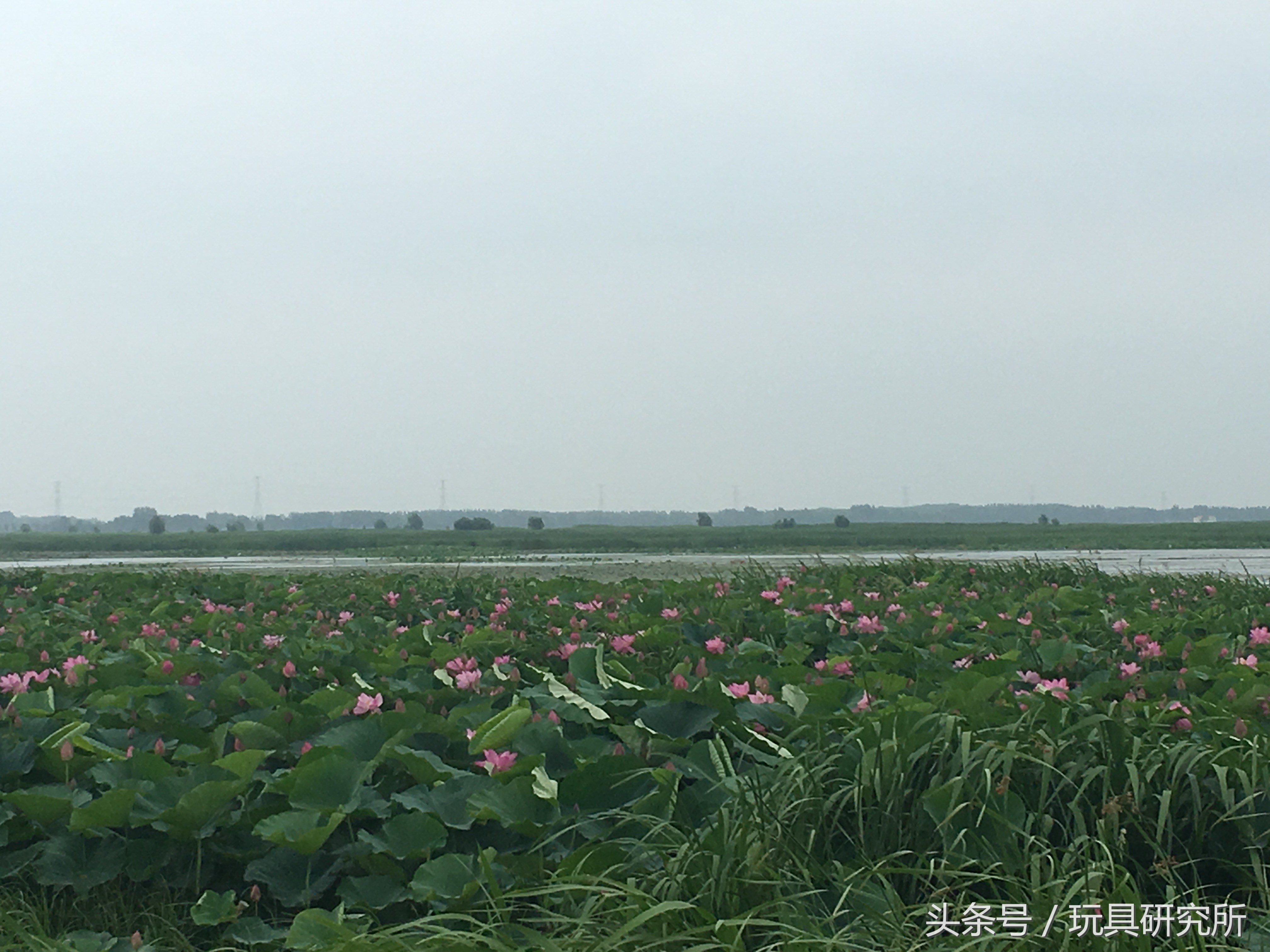 辽中珍珠湖看荷花带着孩子去哪儿玩珍珠湖环湖游沈阳周边游
