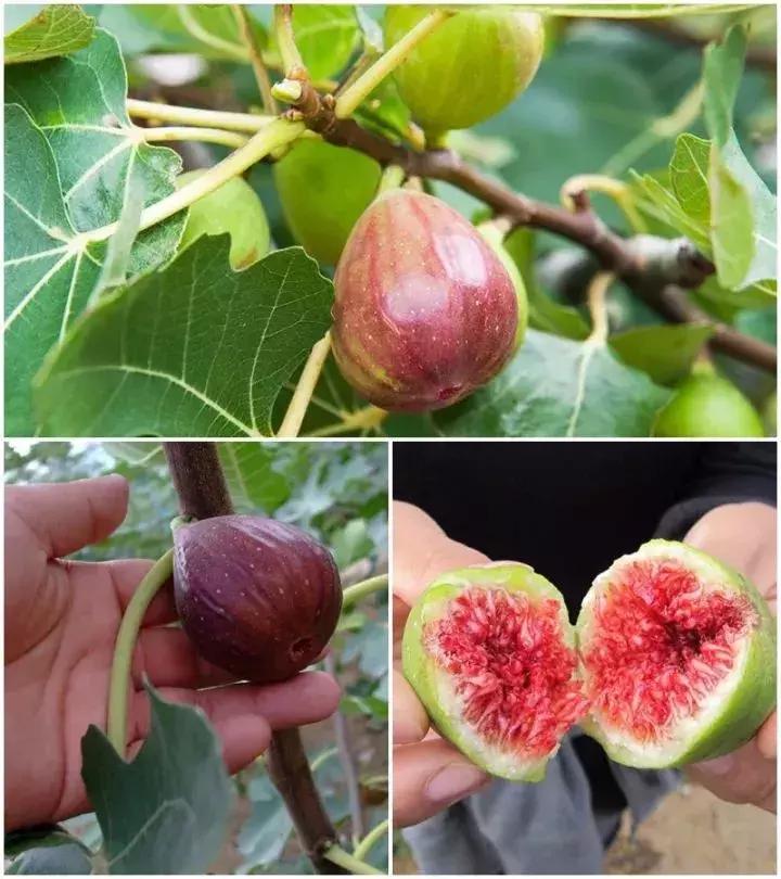 广州南沙冬天有番石榴摘吗,元旦广州摘番石榴