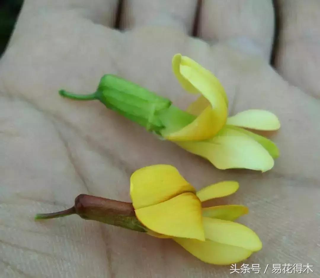 金雀南雀和北雀区别,金雀品种是南雀好还是北雀好