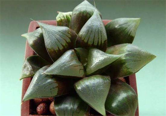 白银寿多肉的养殖方法,白银寿徒长叶子可以掰吗