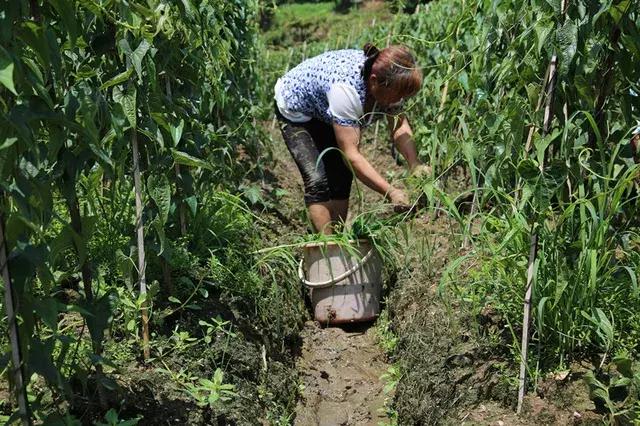 山药后期除草,山药种植怕除草剂吗