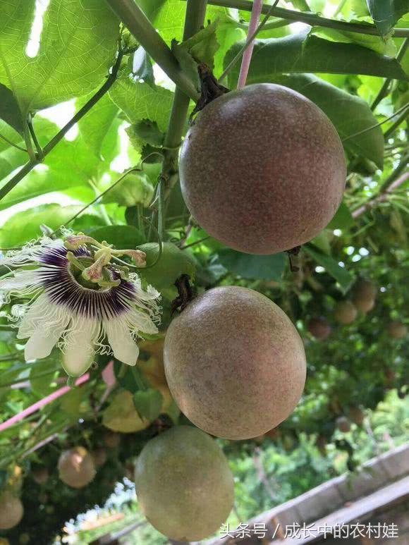 百香果里含什么营养的东西,百香果营养素