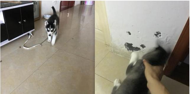 哈士奇的气质就是与众不同,网友鉴定哈士奇蠢不蠢