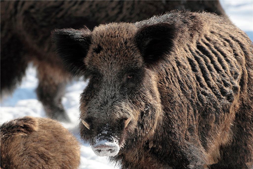 猪组成球队与天之骄子的足球比赛