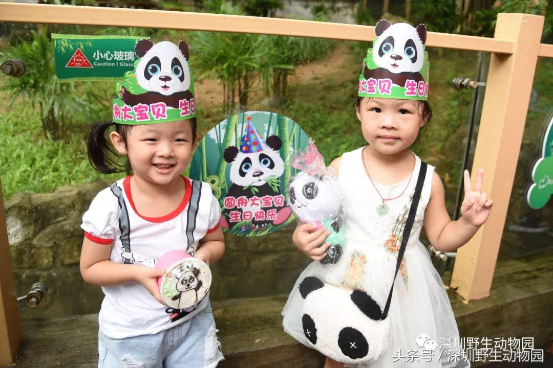 圆舟8岁啦！品足球蛋糕，预测世界杯，猫粉冒雨为他庆生！