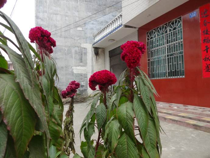 农村什么野草治白带,农村哪些野草可以治妇科炎症