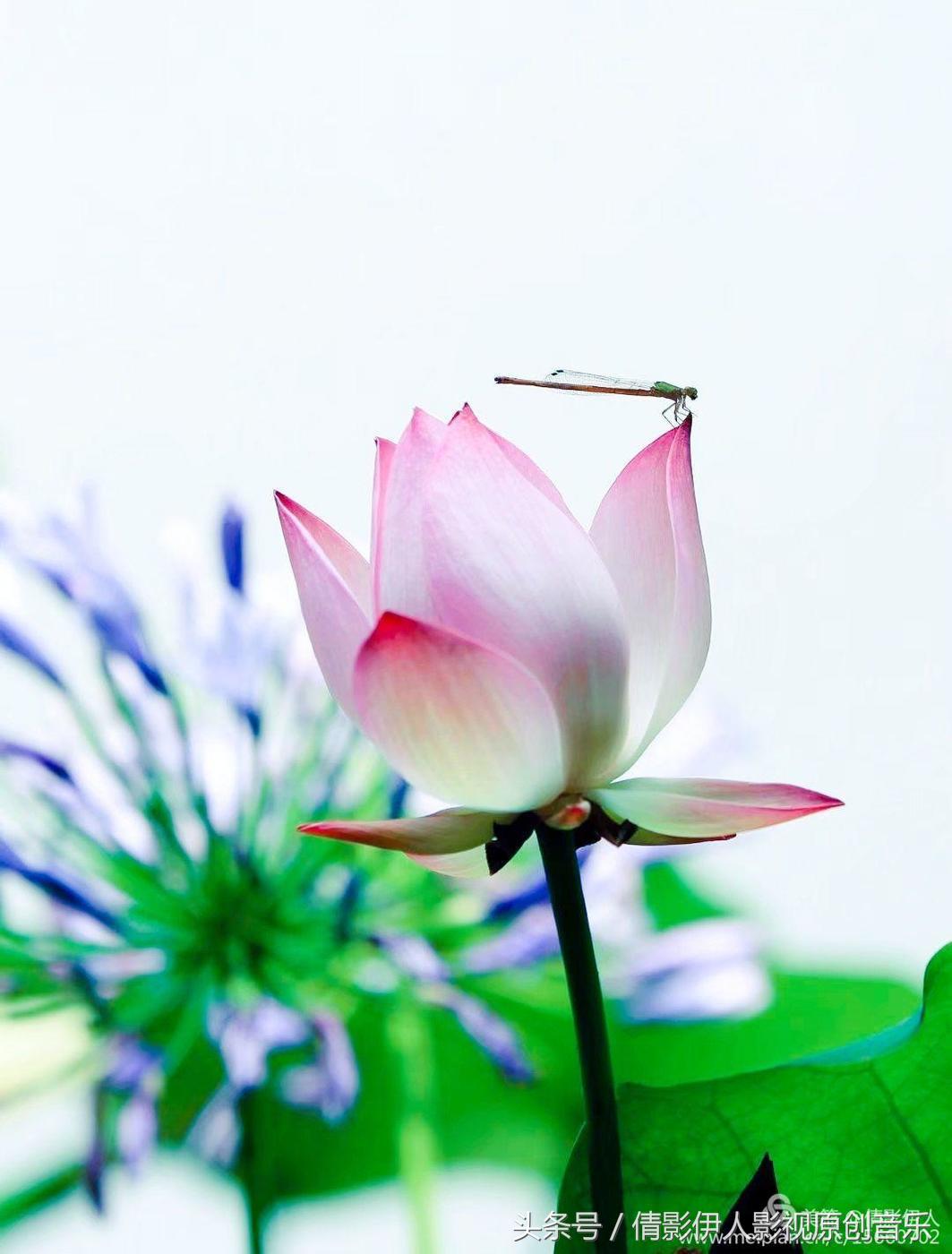 荷花之歌,立夏荷花音乐