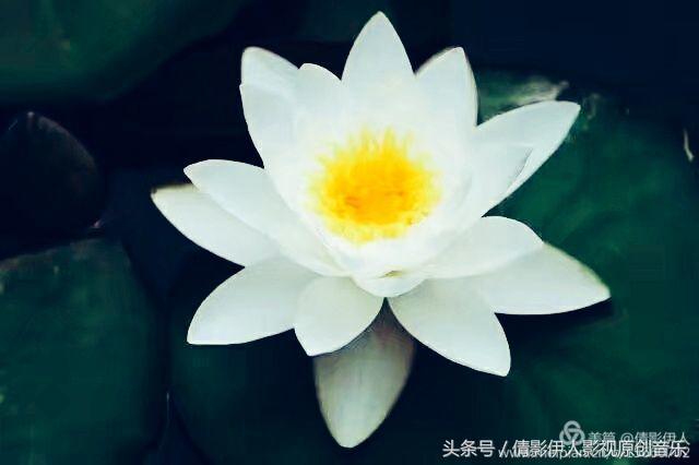 荷花之歌,立夏荷花音乐