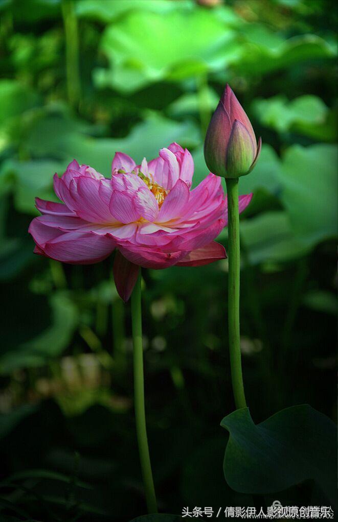夏荷晕倒在海教官怀里,夏荷最美的十首诗